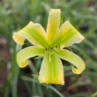 Green Ribbons thumbnail