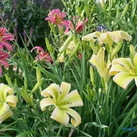 Green Ribbons thumbnail
