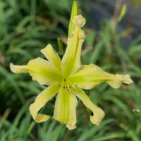 Green Ribbons thumbnail