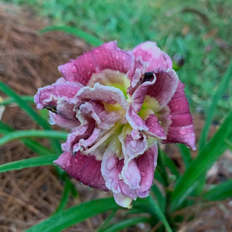 Little Dream Caster daylily bloom
