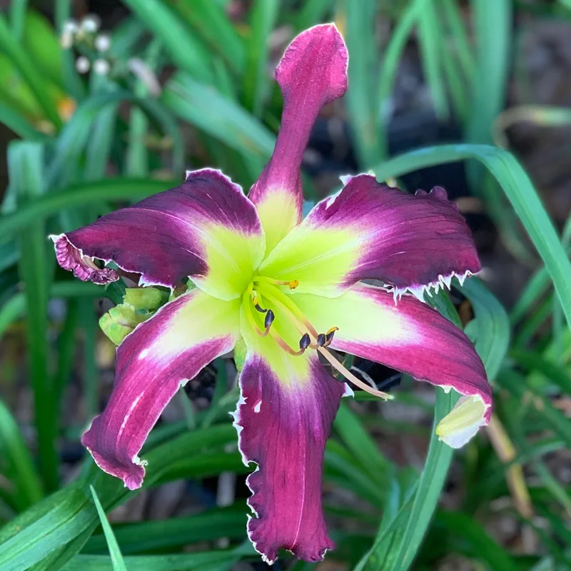 Doll Brazell's Choice daylily bloom