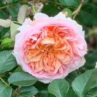 Abraham Darby  thumbnail