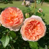 Abraham Darby  thumbnail
