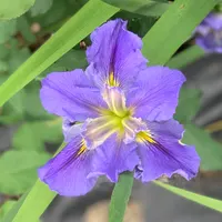 Iris22-001 thumbnail