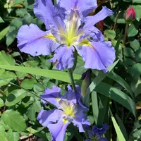 Iris22-001 thumbnail