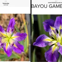 Bayou Gambler? thumbnail