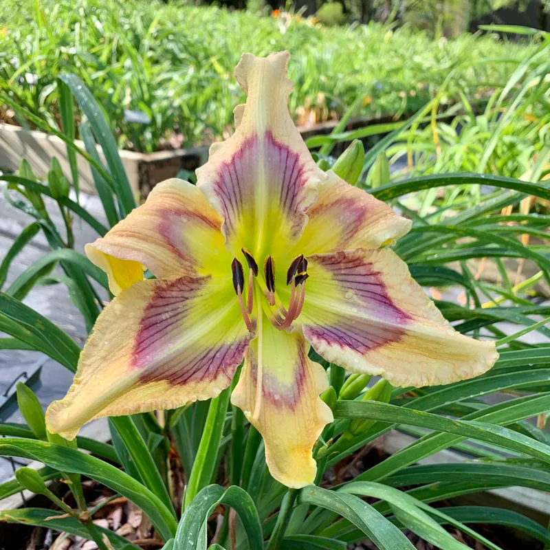 Dragonfly Dawn from RollingOaksDaylilies