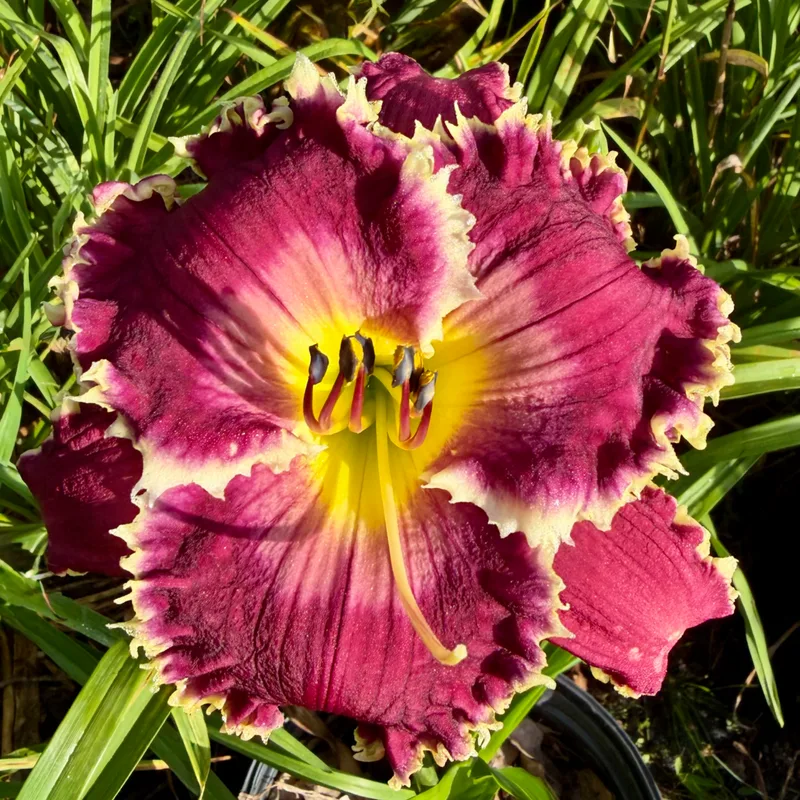 Spacecoast Night Mistress from RollingOaksDaylilies
