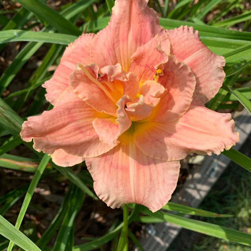 22-003 daylily bloom