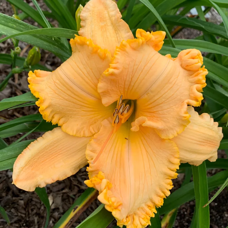 Favored Offering from RollingOaksDaylilies