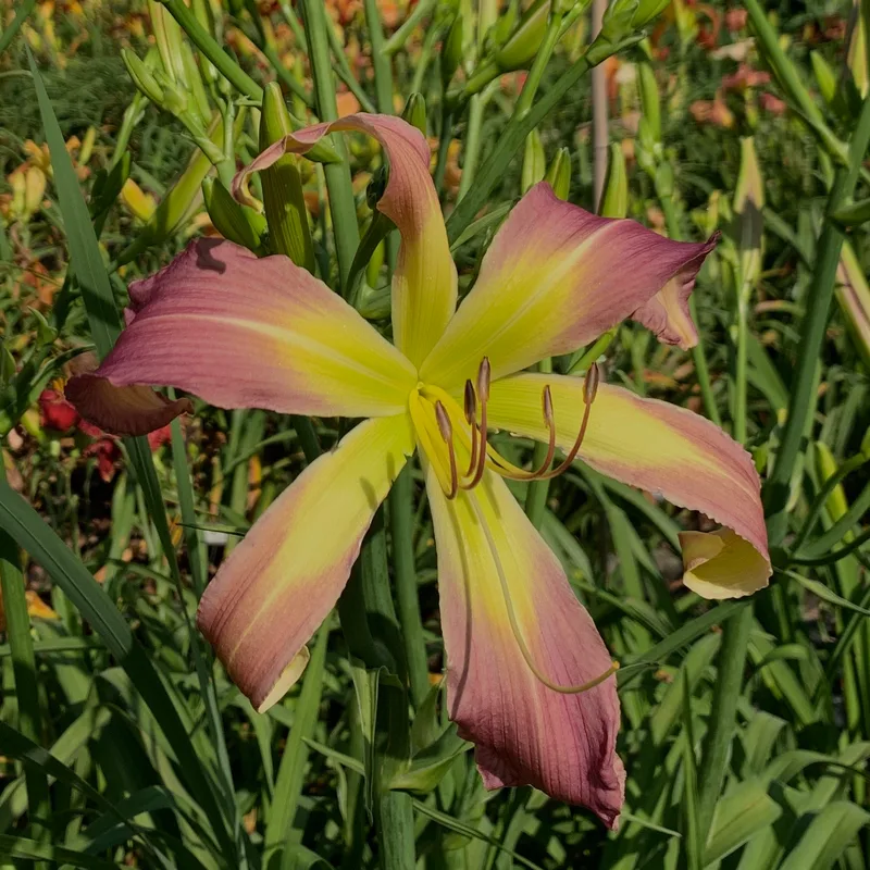 Fairhope Lavender Tower daylily bloom