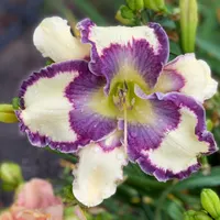 Purple Eyed Posy thumbnail