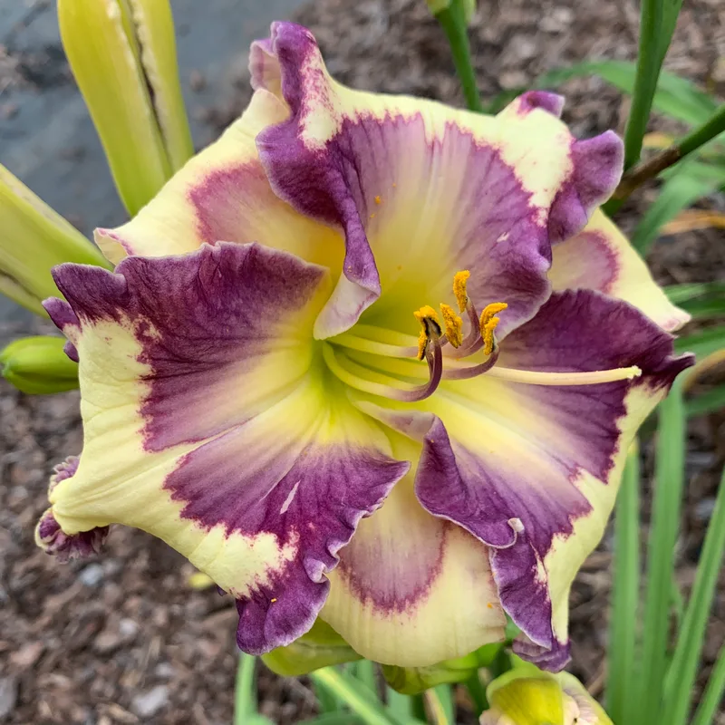 Purple Eyed Posy from RollingOaksDaylilies