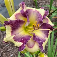 Purple Eyed Posy thumbnail