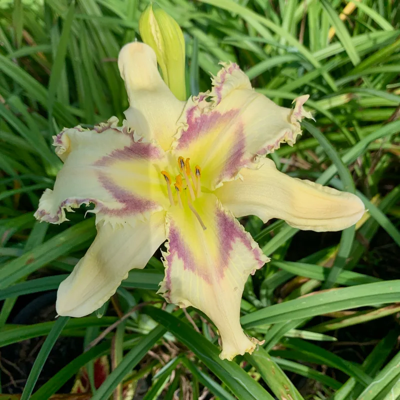 Rise Above daylily bloom