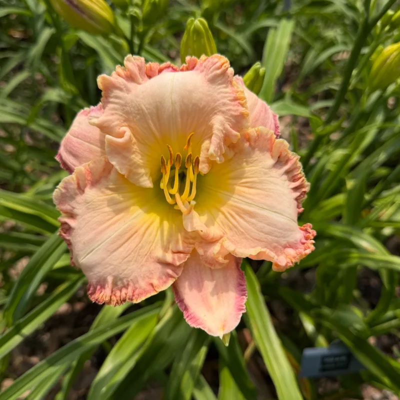 DGD at 60 daylily bloom