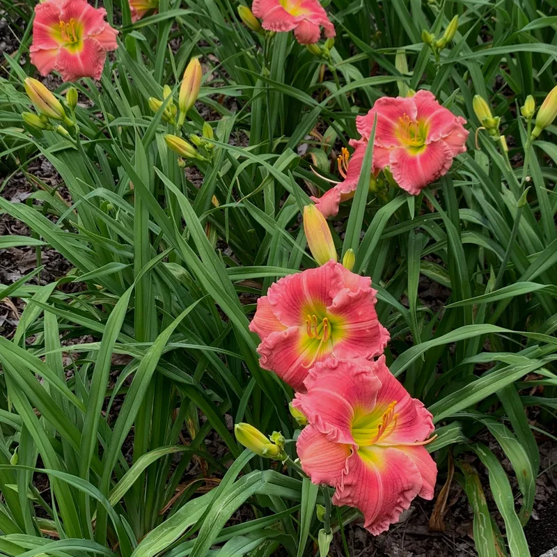 Sweet Tootsie from RollingOaksDaylilies
