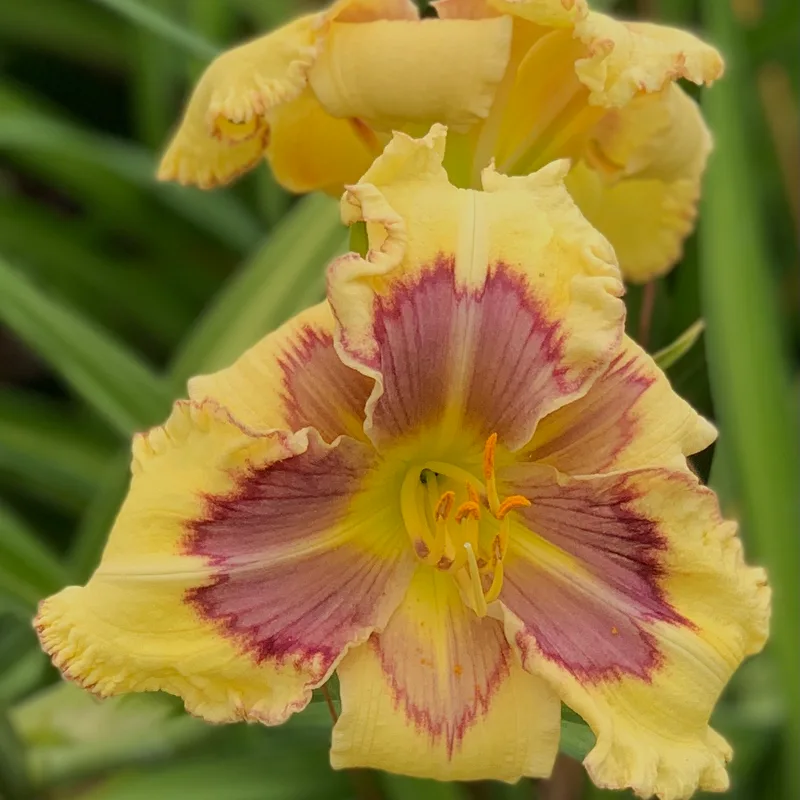 Timeless Elf from RollingOaksDaylilies