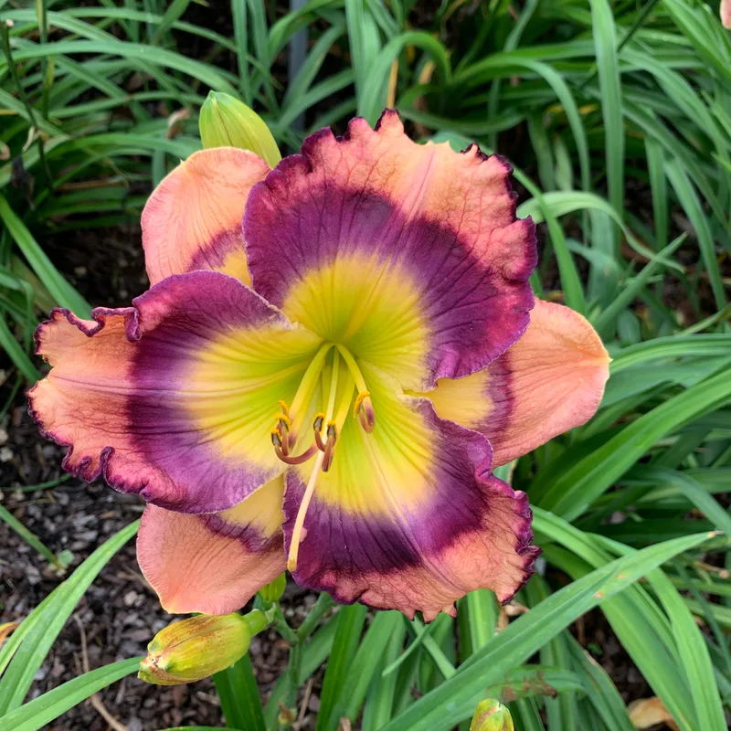 Big Boy Butterfly from RollingOaksDaylilies