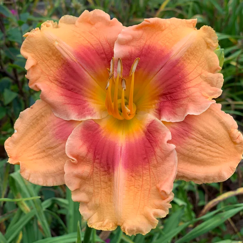 Jim's Smile daylily bloom