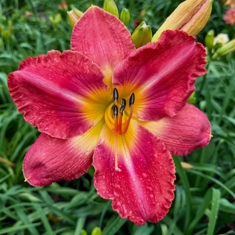 Red Revolution daylily bloom