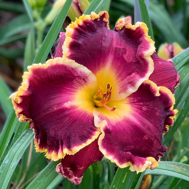 Mayans' Dawn from RollingOaksDaylilies