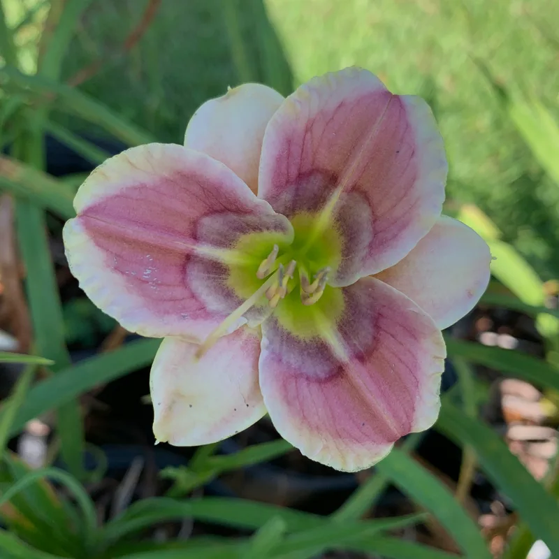 Joeb's Arrow from RollingOaksDaylilies