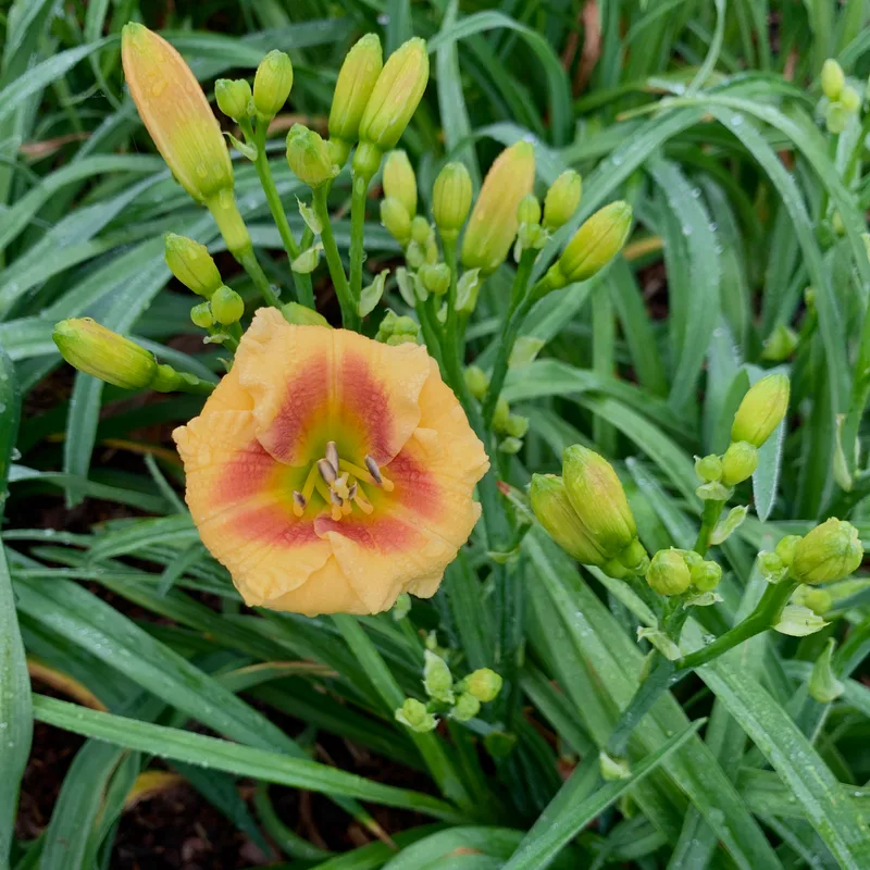 Shufti from RollingOaksDaylilies