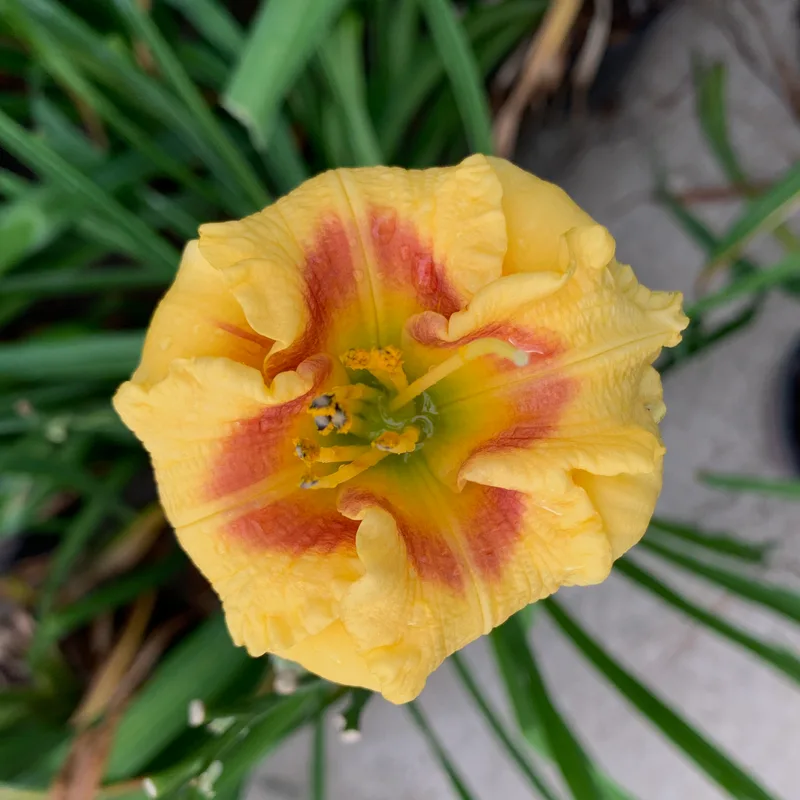 Shufti from RollingOaksDaylilies