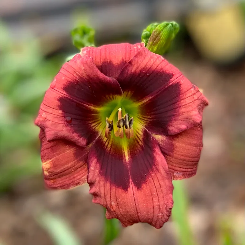 Country Royalty daylily bloom