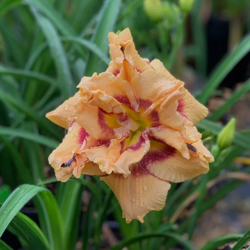 Double Screamer daylily bloom