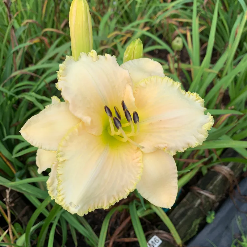 22-017 white daylily bloom
