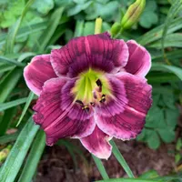 Purple Pixie Gumdrop catalog image
