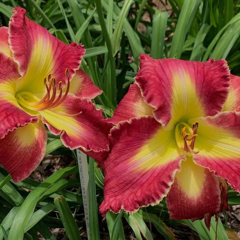 Apple Mountain daylily bloom