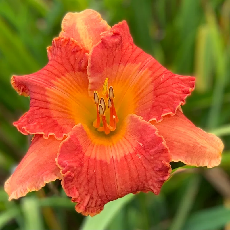 22-049 Red bitone daylily bloom