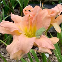 Rolling Oaks Double Peachy thumbnail