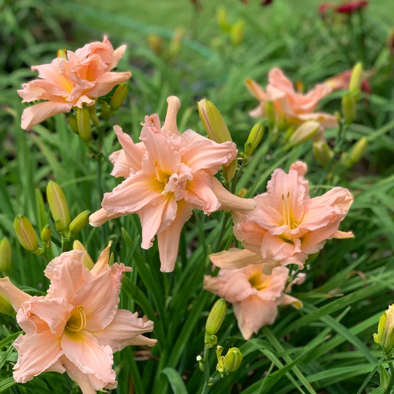 Rolling Oaks Double Peachy from RollingOaksDaylilies