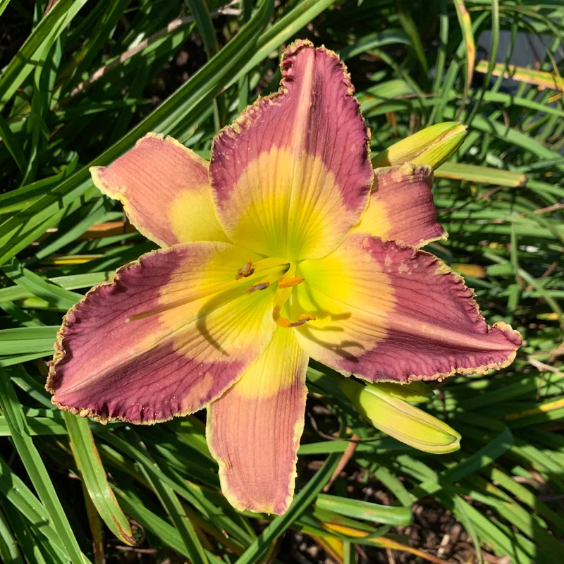 16-71 daylily bloom