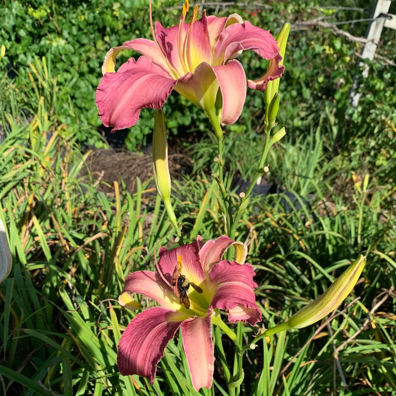 22-053 daylily bloom