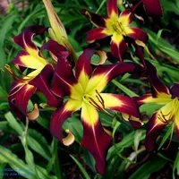 June Williams Memorial catalog image