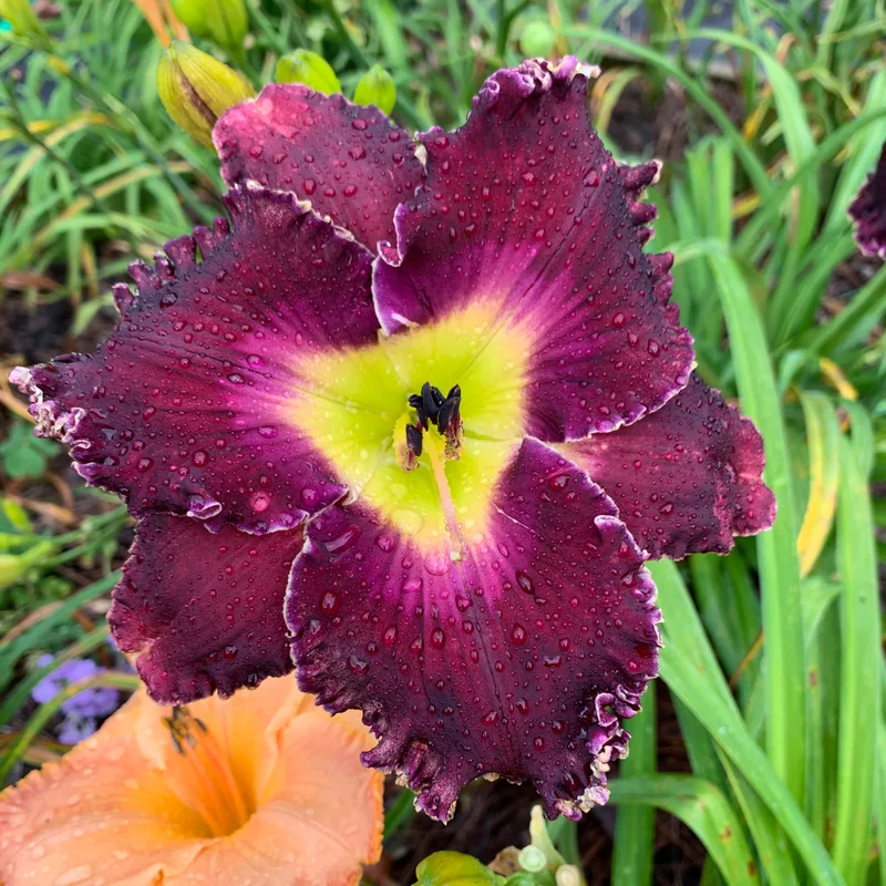 Kennesaw Blue Sapphire from RollingOaksDaylilies