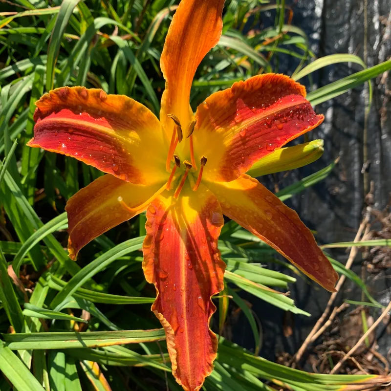 G2279 daylily bloom