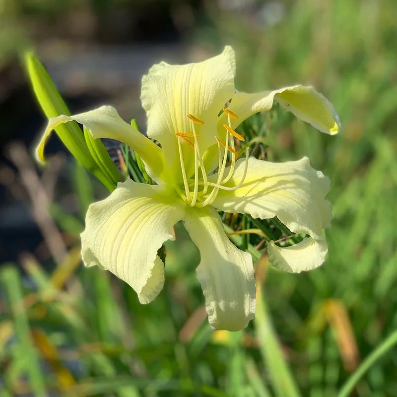 22-062 daylily bloom