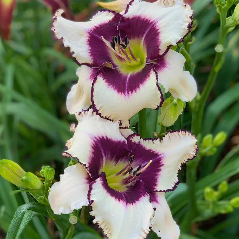 Michille Richardson daylily bloom