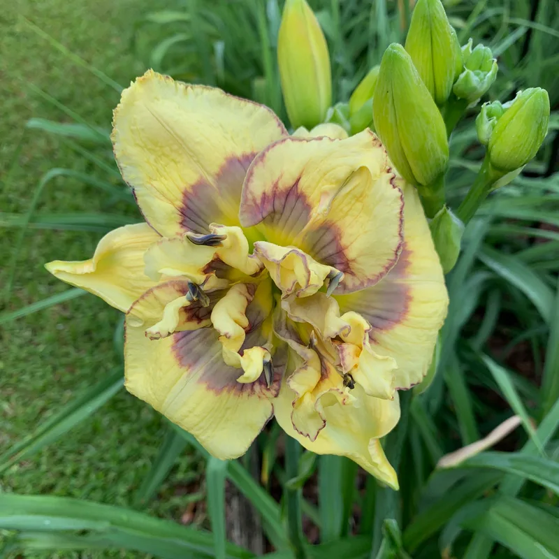 Double Variable from RollingOaksDaylilies