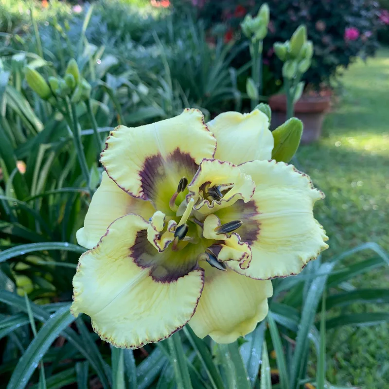Double Variable from RollingOaksDaylilies