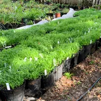 Daylily Seed Planting Method thumbnail