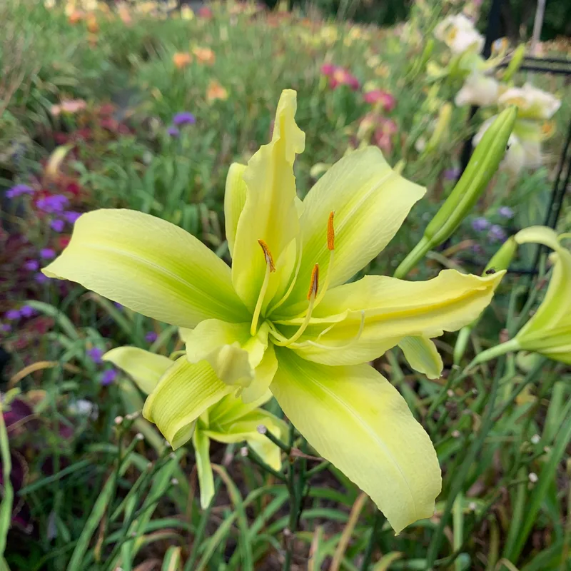 Squidward Tentacles daylily bloom