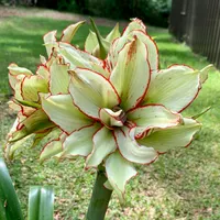 Houston Double  thumbnail