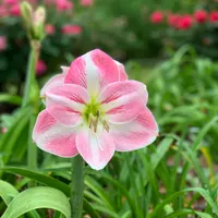 Kay's Pink thumbnail